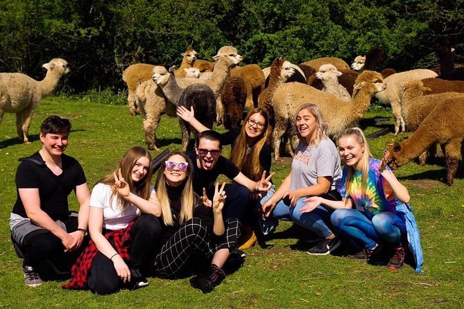 2-Hour Alpaca Farm Experience in Kenilworth - Key things I’d prioritize before you go