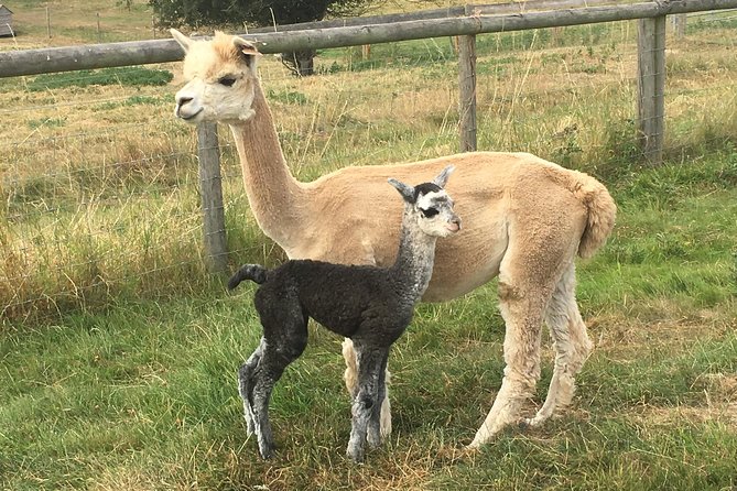 2-Hour Alpaca Farm Experience in Kenilworth - Faerie Tale Alpacas in Kenilworth: a small farm outing with a clear flow