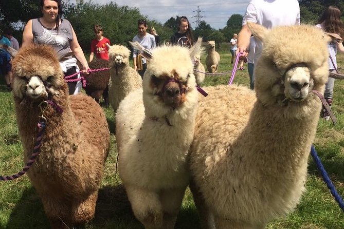 2-Hour Alpaca Farm Experience in Kenilworth - Getting close to the herd: cuddles, photos, and baby alpaca time