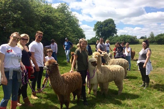 2-Hour Alpaca Farm Experience in Kenilworth - The farm feeding tour: see the herd in motion