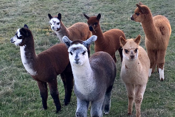 2-Hour Alpaca Farm Experience in Kenilworth - Taking an alpaca for a walk: the activity you’ll remember