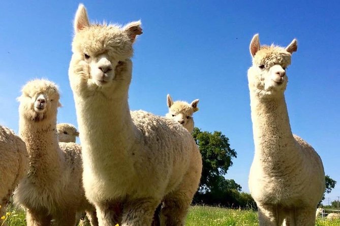 2-Hour Alpaca Farm Experience in Kenilworth - The on-site accessory shop: take home something made for alpaca fans