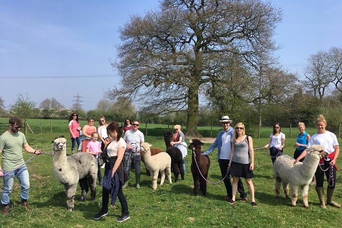 2-Hour Alpaca Farm Experience in Kenilworth - Price and value: why 35.78 feels fair for what you get