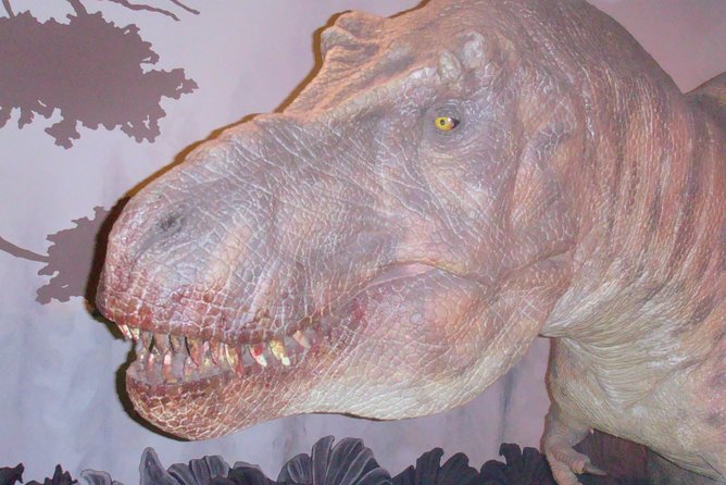 A Day at the Museum - Natural History Museum London - Tickets, Price, and Why This Can Be Good Value for Groups