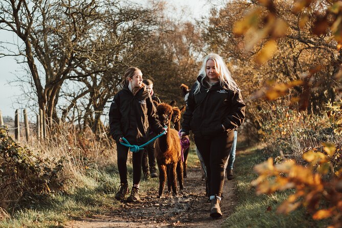 Alpaca & Donkey Trekking Experience at Wetley Moor Common - Alpacas or donkeys, how the walking works and the age rules that matter