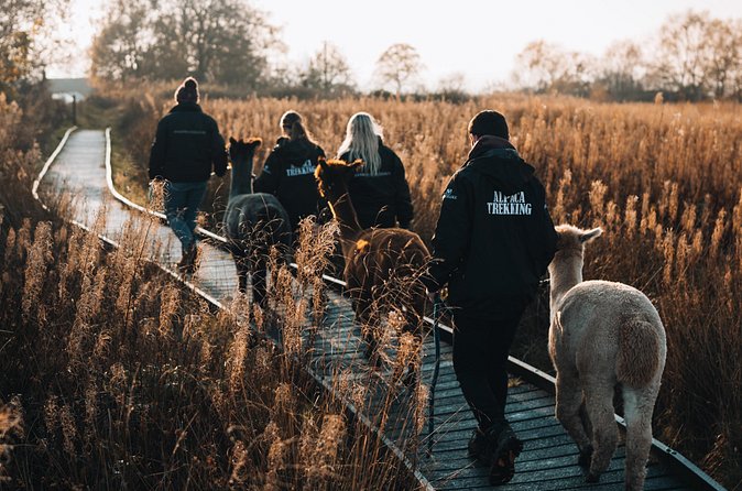 Alpaca & Donkey Trekking Experience at Wetley Moor Common - Price and value around $41, what you are really paying for