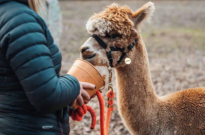 Alpaca & Donkey Trekking Experience at Wetley Moor Common - Should you book Wetley Moor Alpaca and Donkey Trekking?