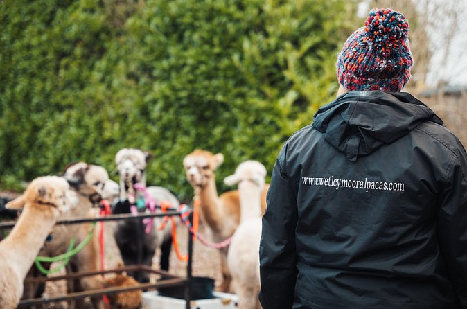 Alpaca & Donkey Trekking Experience at Wetley Moor Common - FAQ