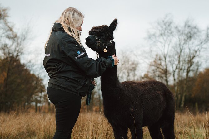 Alpaca & Donkey Trekking Experience at Wetley Moor Common - The hour on Wetley Moor Common, what you do during the trek