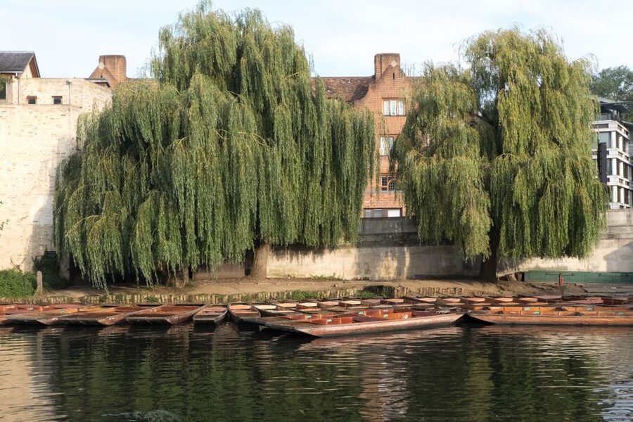 Cambridge University: Guided Punting Tour on the River Cam - Photo tips that actually matter on a punting boat