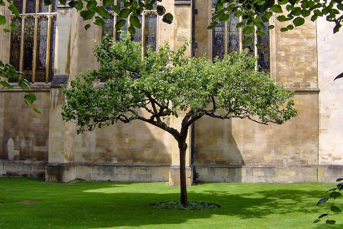 Cambridge: University Walking Tour - Senate House: where university power shows up in stone