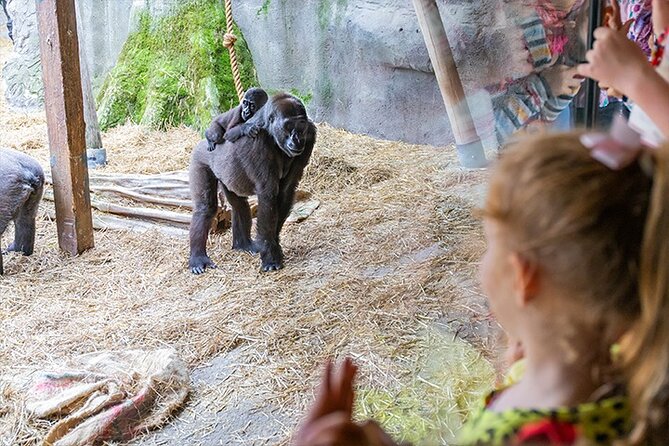 Chessington World of Adventures Resort Admission Ticket - Land of the Tiger and Tiger Rock: A Real Wow Moment