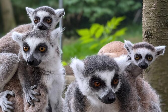Entry ticket to Hoo Zoo and Dinosaur World in Telford - A full-day zoo that mixes wildlife, education, and dinosaur showmanship