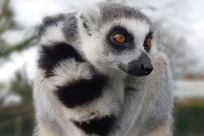 Entry ticket to Hoo Zoo and Dinosaur World in Telford - Close encounters, and when lemurs and wallabies are actually in play
