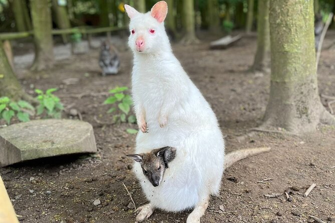 Entry ticket to Hoo Zoo and Dinosaur World in Telford - Food, shopping, and what is not included