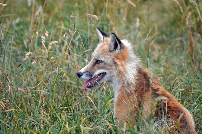 Fox Encounter for 2 people and park entry - Key points before you go
