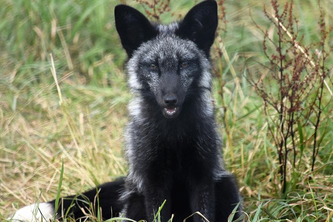 Fox Encounter for 2 people and park entry - Practical tips for a smooth encounter day
