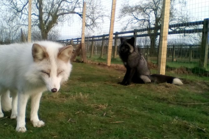 Fox Encounter for 2 people and park entry - Should you book the Fox Encounter for two?