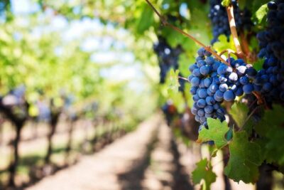 Full Day Wine Tour in Sussex and Kent