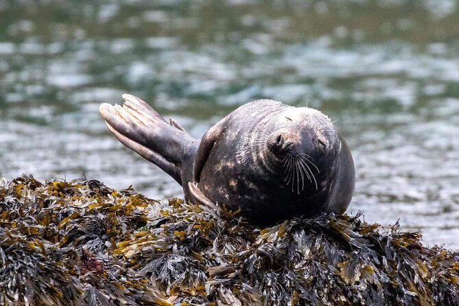 Guided Wildlife and Sea Cave Kayak Safari in English Riviera - Key things to know before you paddle