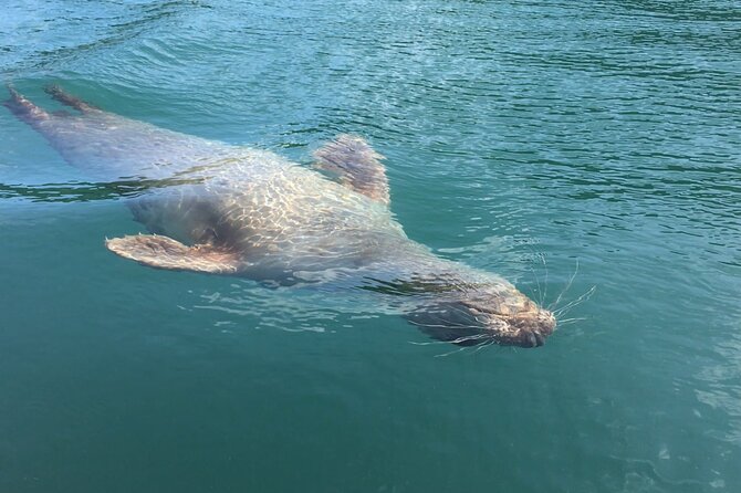 Guided Wildlife and Sea Cave Kayak Safari in English Riviera - Why this English Riviera sea cave kayak safari feels better than a boat ride