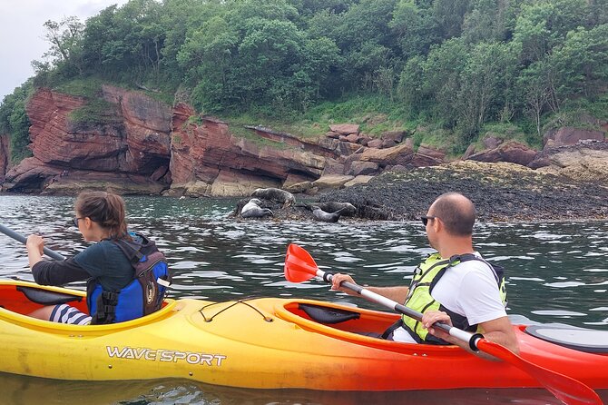 Guided Wildlife and Sea Cave Kayak Safari in English Riviera - The secluded beach stop: fossil hunting, marine herb tasting, and marshmallows