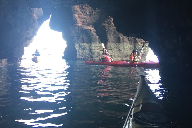 Guided Wildlife and Sea Cave Kayak Safari in English Riviera - Sea cave timing and tides: when caves are risky, plans change