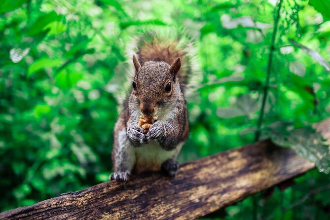 Half-day Forest Bathing and Yoga in Brighton's Woodlands - Why Stanmer Park is a smart pick for forest bathing from Brighton