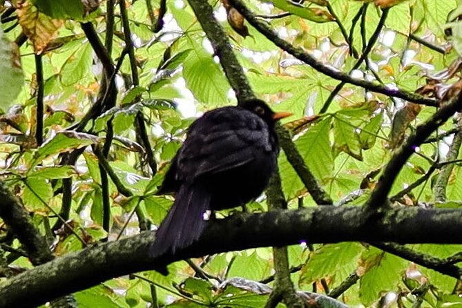 Half-day Forest Bathing and Yoga in Brighton's Woodlands - Stanmer Park walking: where you go, and why you do not get lost