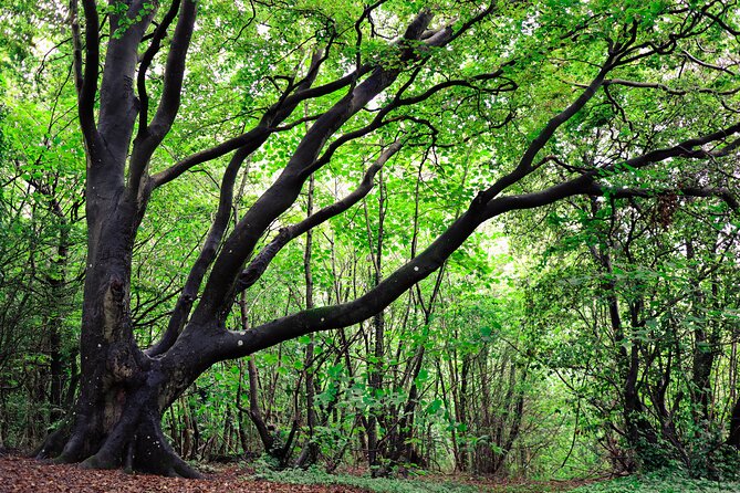 Half-day Forest Bathing and Yoga in Brighton's Woodlands - What’s included, and what that means for your body