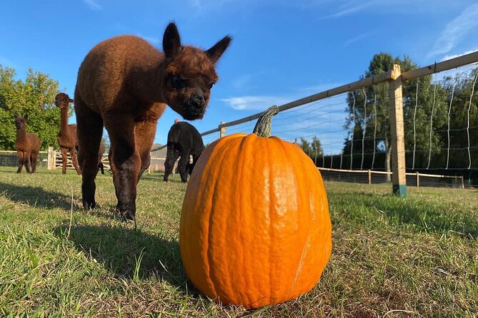 Halloween Pumpkin Patch and Alpaca Adventure - Quick hits for your Halloween pumpkin patch day