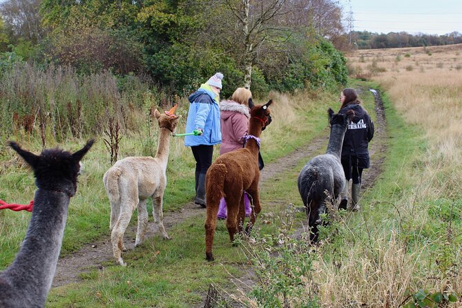 Halloween Pumpkin Patch and Alpaca Adventure - Wetley Moor Alpacas: a focused Halloween farm break near Stoke-on-Trent