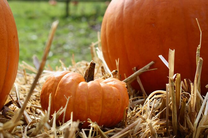 Halloween Pumpkin Patch and Alpaca Adventure - Farmyard scavenger hunt plus petting shed animals