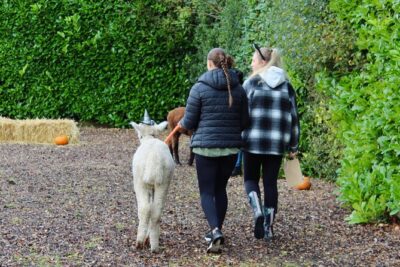 Halloween Pumpkin Patch and Alpaca Adventure