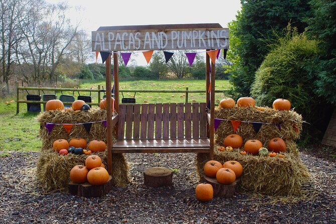 Halloween Pumpkin Patch and Alpaca Adventure - Crafts, pumpkin painting, and carving station (with a weather back-up)