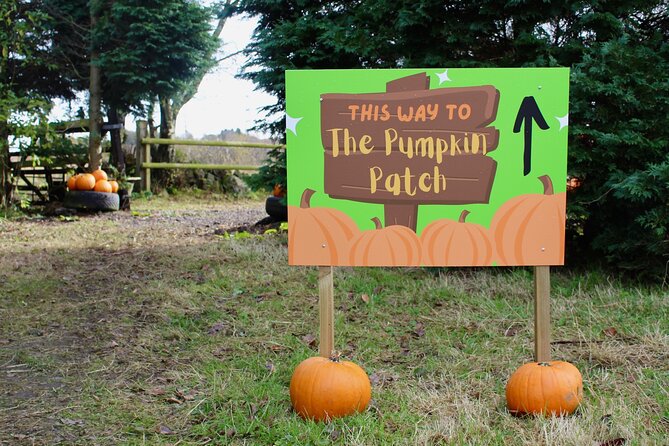 Halloween Pumpkin Patch and Alpaca Adventure - How the 2-hour flow feels for kids and adults