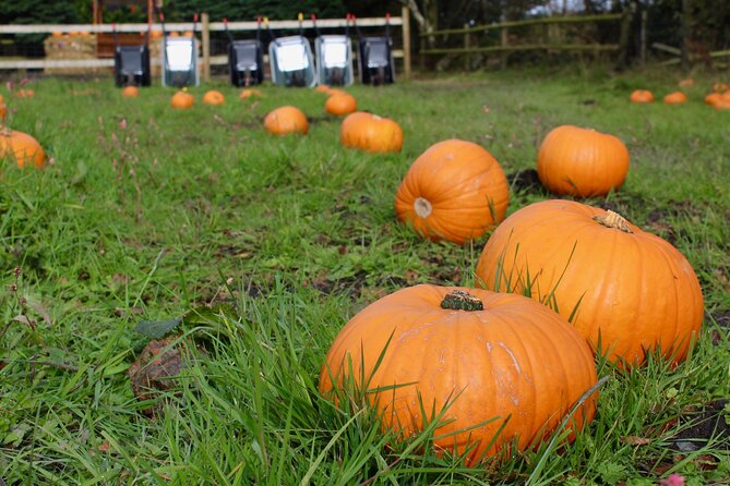 Halloween Pumpkin Patch and Alpaca Adventure - Optional mini treks across the moor: when they are worth the extra fee
