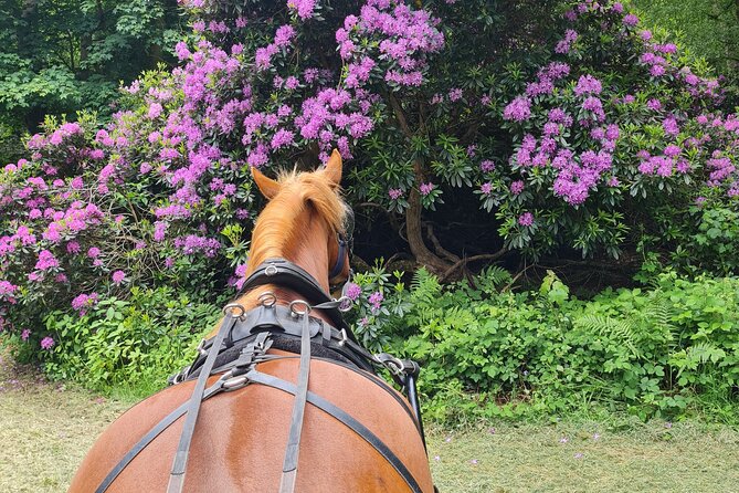 Horse drawn carriage ride york - Practical tips: what to bring and what to wear