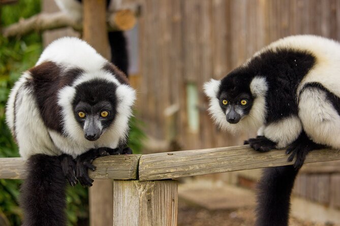 Howletts Day Ticket - Key things to know before you go