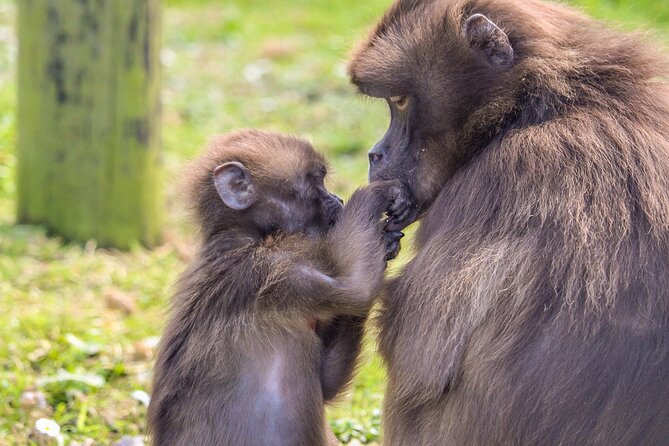 Howletts Day Ticket - Your main stop: Howletts Wild Animal Park in 90 acres of ancient parkland
