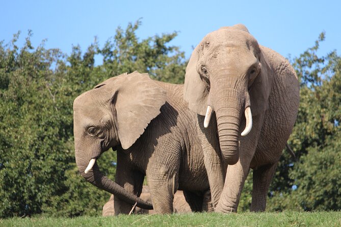 Howletts Day Ticket - The conservation mission: why it changes how you experience the animals