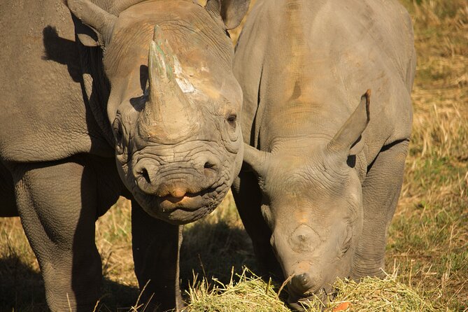 Howletts Day Ticket - Price and logistics: is $35.65 worth it?