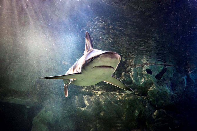 Hunstanton SEA LIFE Sanctuary General Admission Ticket - Quick hits you can plan around