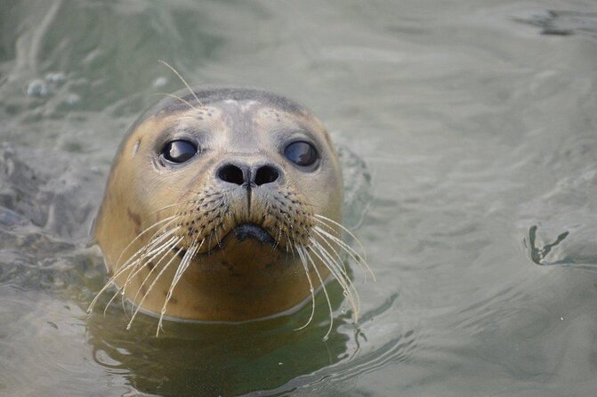 Hunstanton SEA LIFE Sanctuary General Admission Ticket - Sea life in Norfolk, in a tidy 2-hour loop