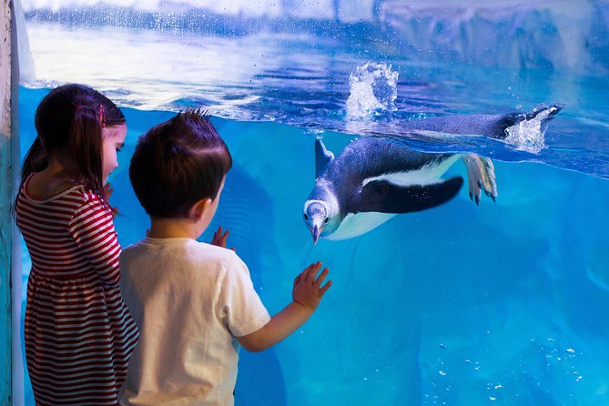 Hunstanton SEA LIFE Sanctuary General Admission Ticket - Tropical Reef displays with clown fish and blue regal tangs