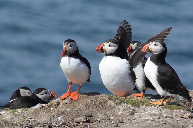 Inner Farne National Trust Bird Sanctuary - 3 hr trip to the Farne Islands - Key things to know before you go