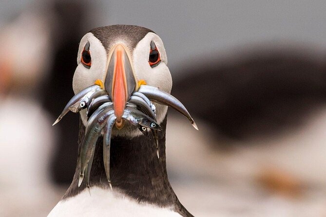 Inner Farne National Trust Bird Sanctuary - 3 hr trip to the Farne Islands - Grey seals and cliff-top seabirds: what you should focus on from the boat