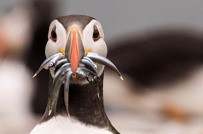 Inner Farne National Trust Bird Sanctuary - 3 hr trip to the Farne Islands - What to bring, and how to handle the “no food” reality