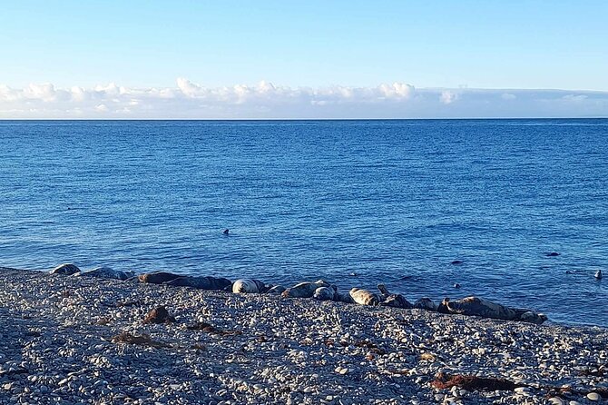 Isle of Man Wildlife & Scenic Adventure with Wildlife enthusiast - Douglas Head Marine Drive: Cliff Birds, Wildflowers, and Sea Watch