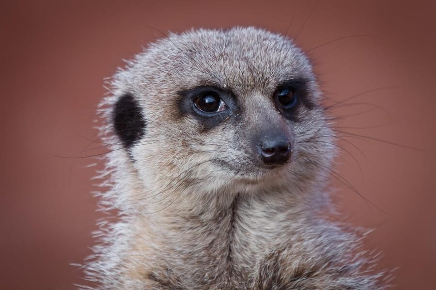 Lincolnshire: ARK Wildlife and Dinosaur Park Entry Ticket - Kinkajou Cavern: the nocturnal house payoff